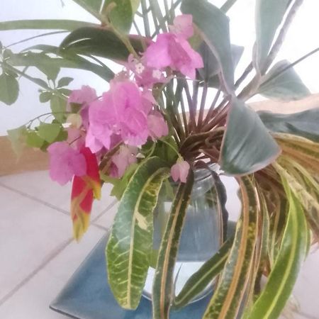 Villa Sweetsop Montego Bay Ngoại thất bức ảnh